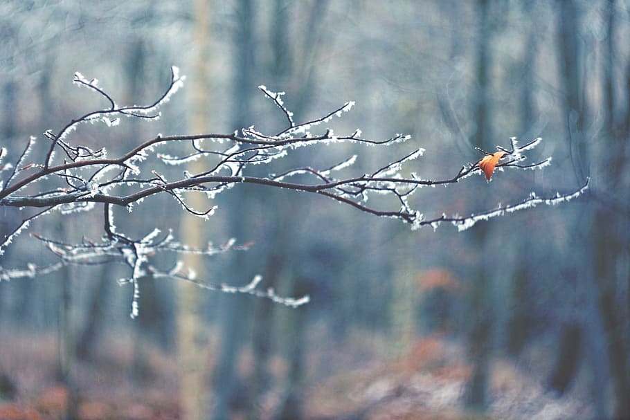 winter, m42, branch, sheet, frost, forest, icing, one, the last, tree