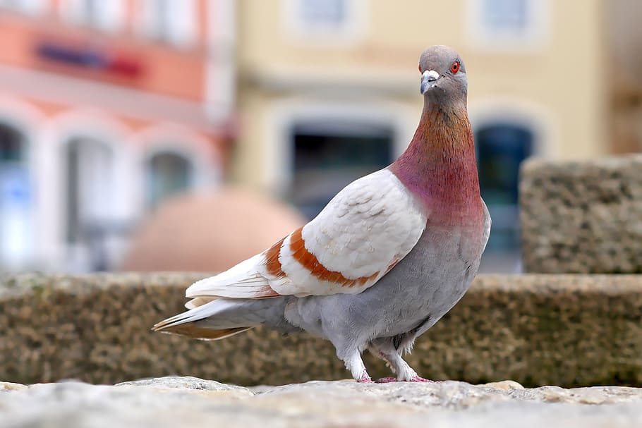 maroon-neck pigeon, stone, dove, bird, feather, nature, plumage, animal world, city pigeon, romantic