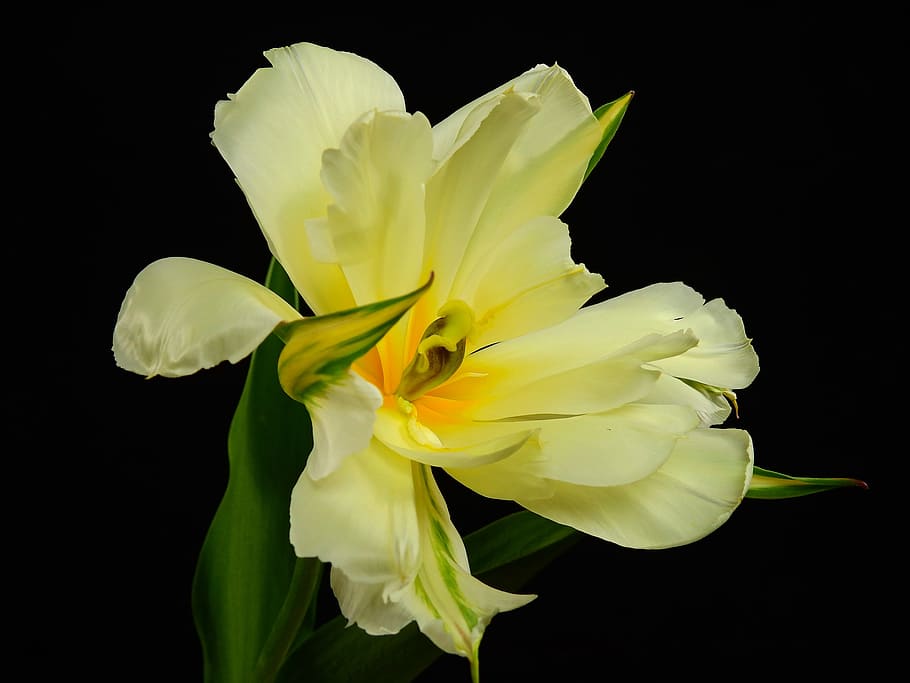 close-up photo, yellow, tulip flower, Bloom, Flower, Plant, Spring, flowers, lenz, tulip