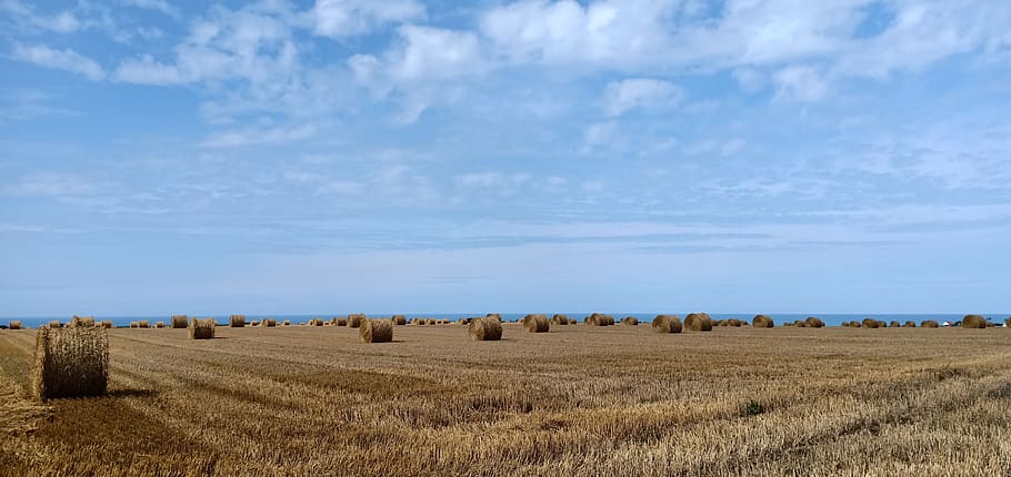 landscape, straw, harvest, agriculture, summer, horizon, the plateau, field, sky, land