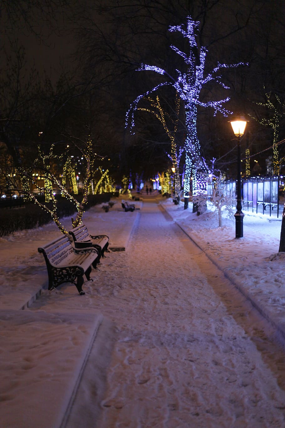 parque, invierno, bancos, frío, Rusia, parque de la ciudad, nieve, árbol, navidad, noche