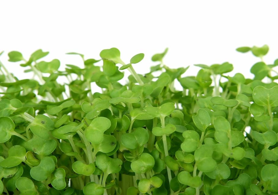 jade plant photo, bloom, catering, colorful, cooking, cress, delicious, diet, dieting, dinner