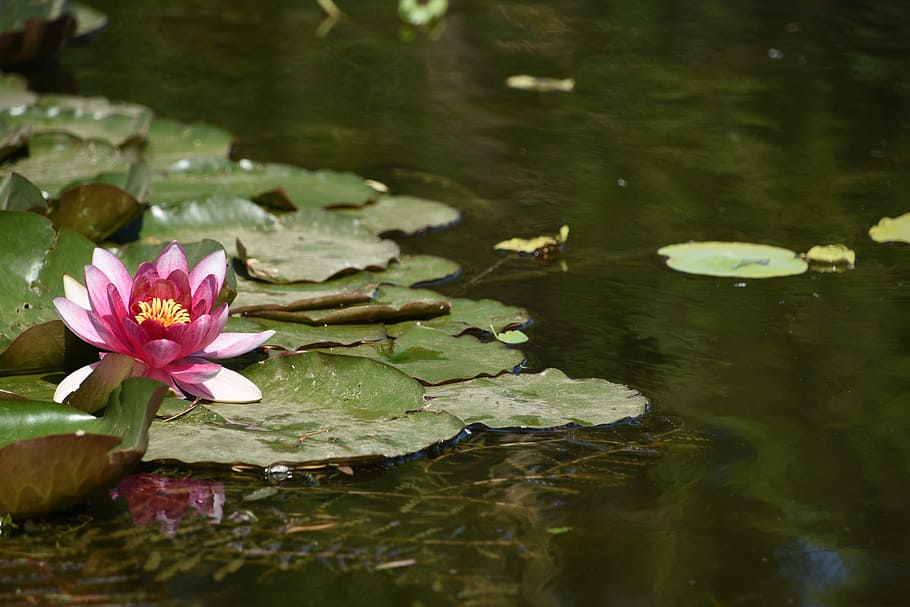 lotus, yuyuantan park, Lotus, Yuyuantan Park, the beginning of summer, saturday, flower, water, pond, floating on water, nature