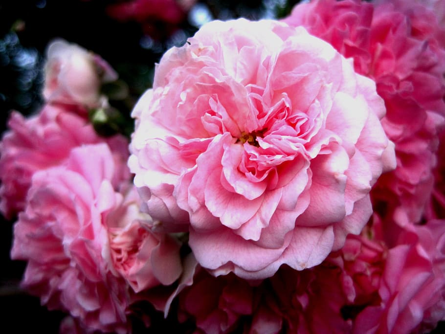rosa, passeador, suave, pétalas, delicado, bonita, planta de florescência, cor rosa, flor, frescura