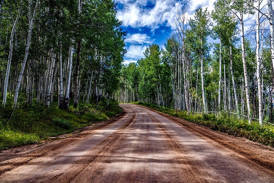 dirt road, trees, colorado, aspens, landscape, forest, woods, hdr, nature, outdoors