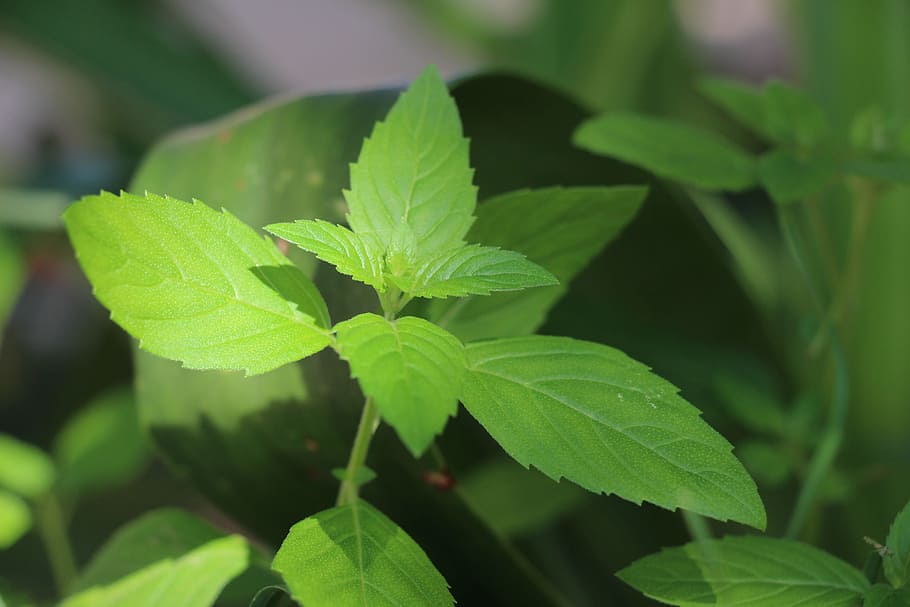 临县 mint, green, mint, natural, wild, plant part, leaf, green color, growth, plant