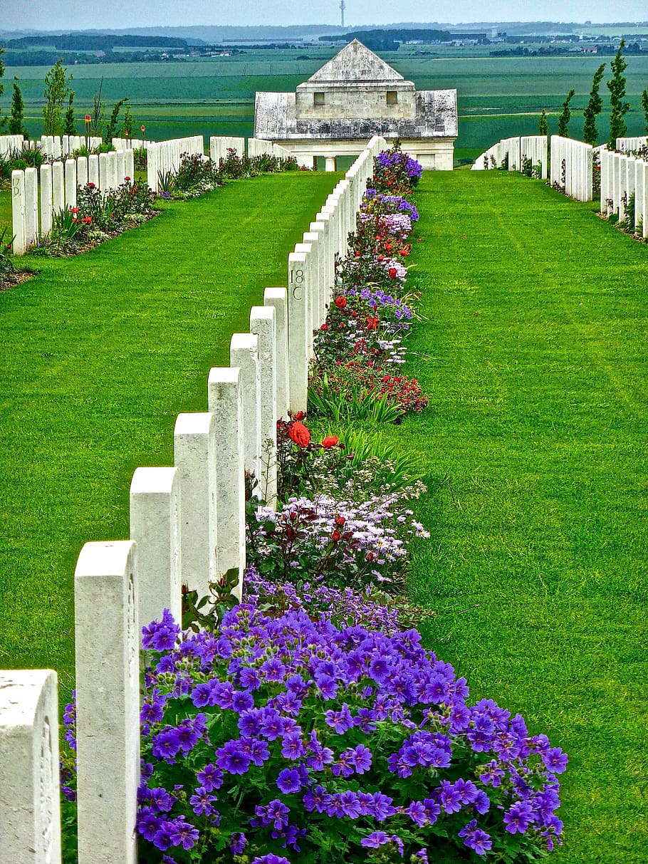 Lápides, soldados, memorial, militar, cemitério, guerra, veterano, símbolo, monumento, flores