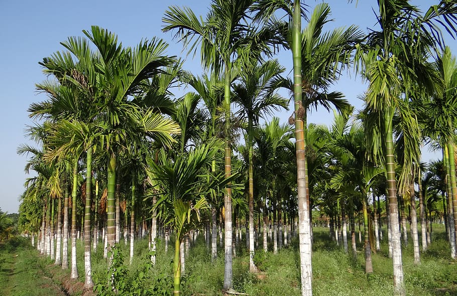 Plantación, nuez de areca, palma de areca, areca catechu, nuez de betel, chikmagalur, karnataka, india, palmera, árbol