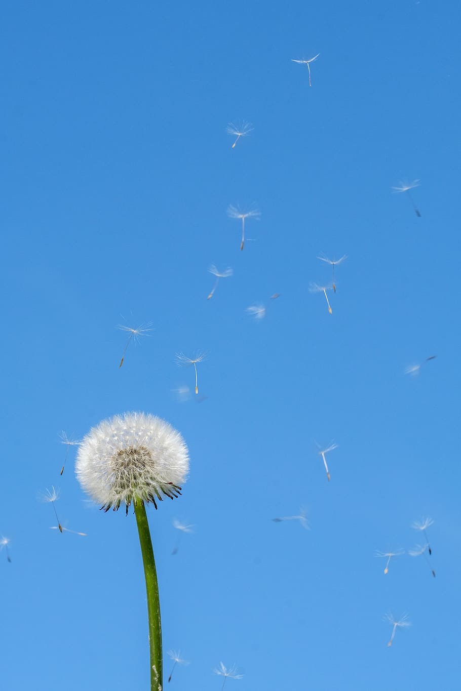 dandelion, spring, seeds, flower, plant, allergy, air, sky, flying, slightly