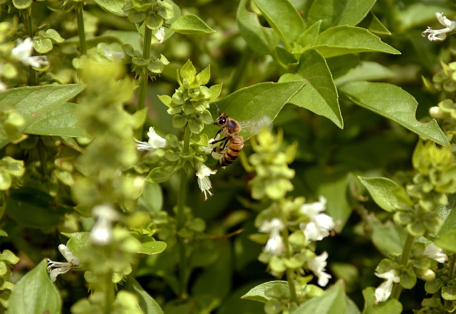 bee, nature, basil, macro, spring, garden, environment, beautiful, plant, pollination