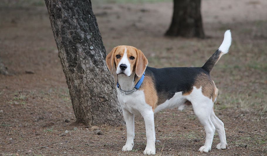 adult, tricolor, beagle, standing, tree, dog, medium, tan, black, white