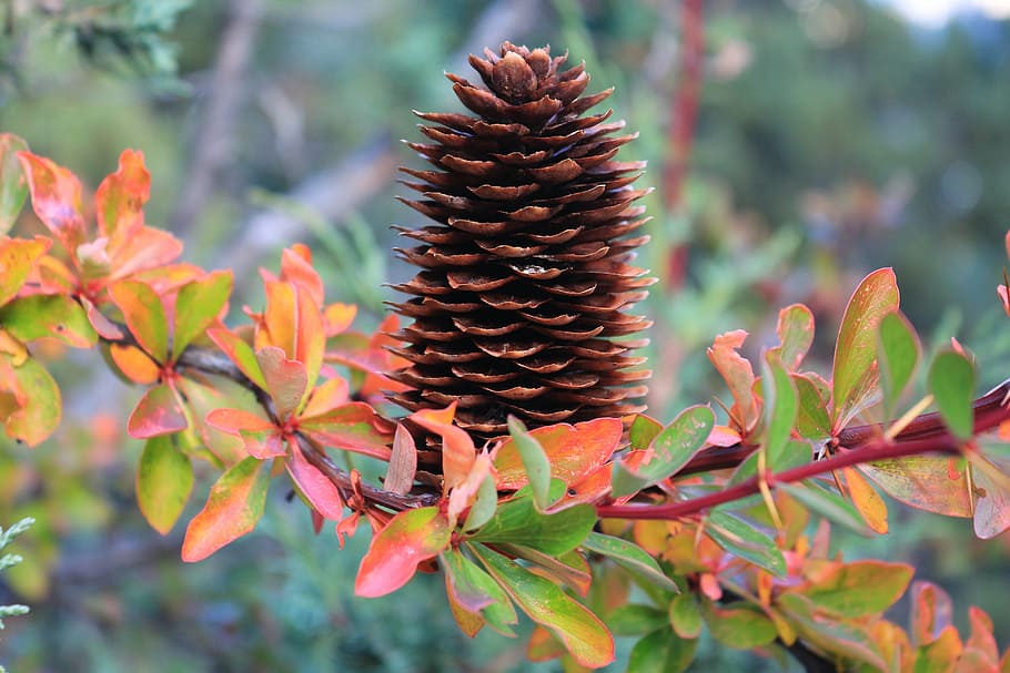 echinacea, pine cone, branches, autumn, color, growth, plant, focus on foreground, plant part, nature