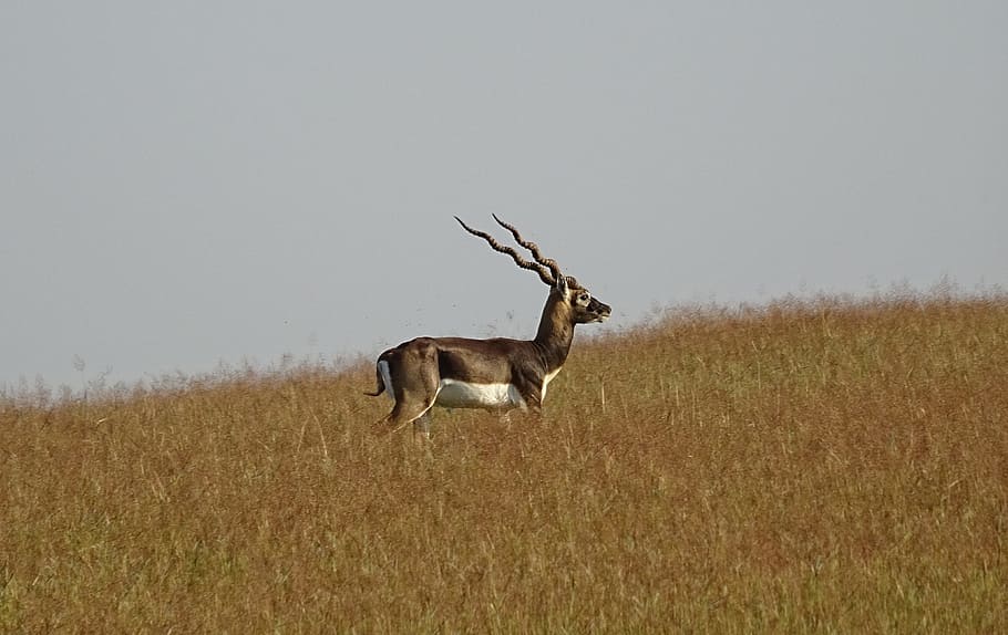 Blackbuck, Antelope, Wild, Animal, blackbuck, antelope, wild, animal, mammal, cervicapra, fauna, ungulate