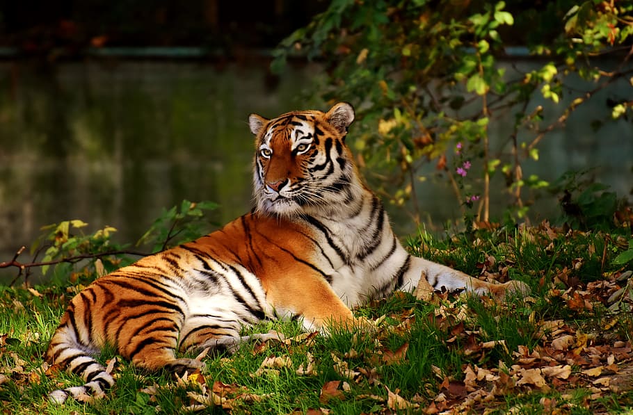 shallow, focus photography, tiger, predator, fur, beautiful, dangerous, cat, wildlife photography, animal world