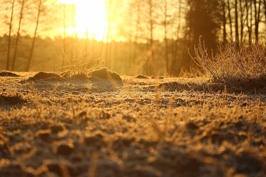 winter, morning, sunrise, frost, fog, landscape, frozen, cold, nature, plant