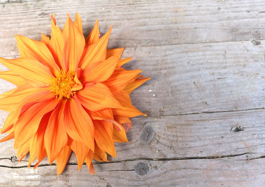 ダリア明るい 大きな花 背景 オレンジ 木 板 装飾 鮮度 花 もろさ Pxfuel