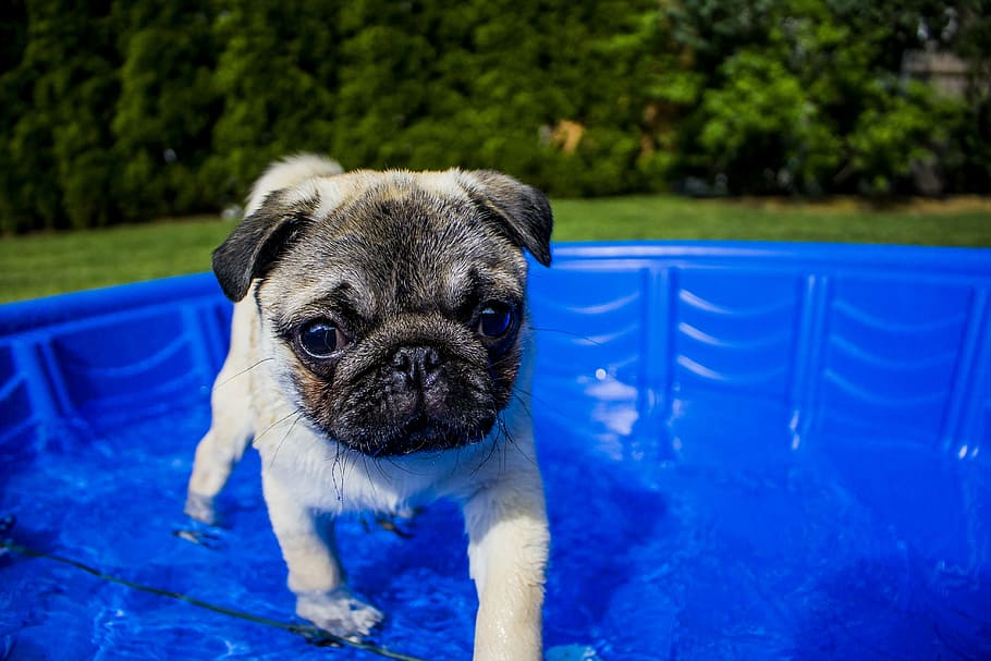fawn pug puppy, blue, pool, swimming, puppy, summer, dog, funny, animal, water