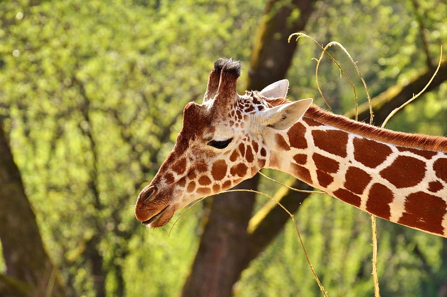 selectivo, foto de enfoque, marrón, blanco, jirafa, animal salvaje, manchas, largo, Jibe, larga burla