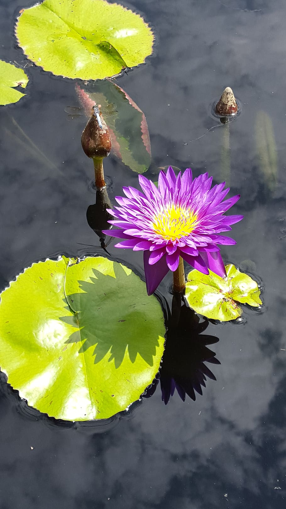 lily pads, flower, pond, water lily, botanical, gardens, flowering plant, fragility, vulnerability, freshness