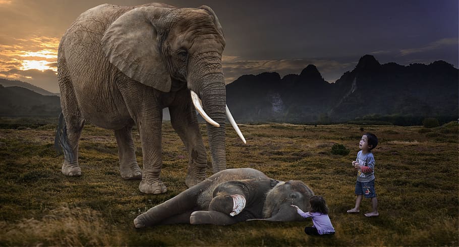 consolation, tears, sad, cry, pain, help, compassion, suffering, elephant, children