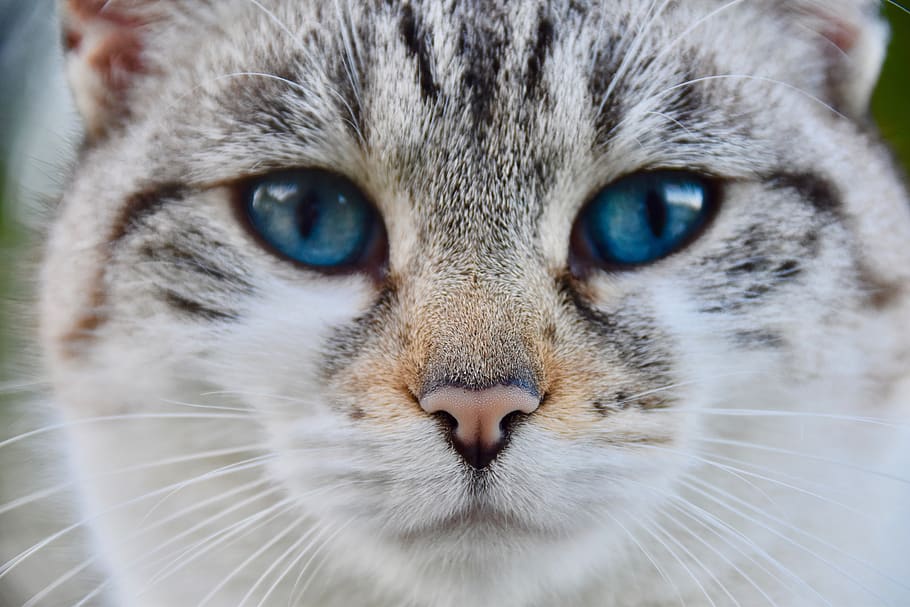 cat, truffle cat, nose of cat, alley cat, european cat, cat blue eyes, animal, pussy cloud, female, mammal