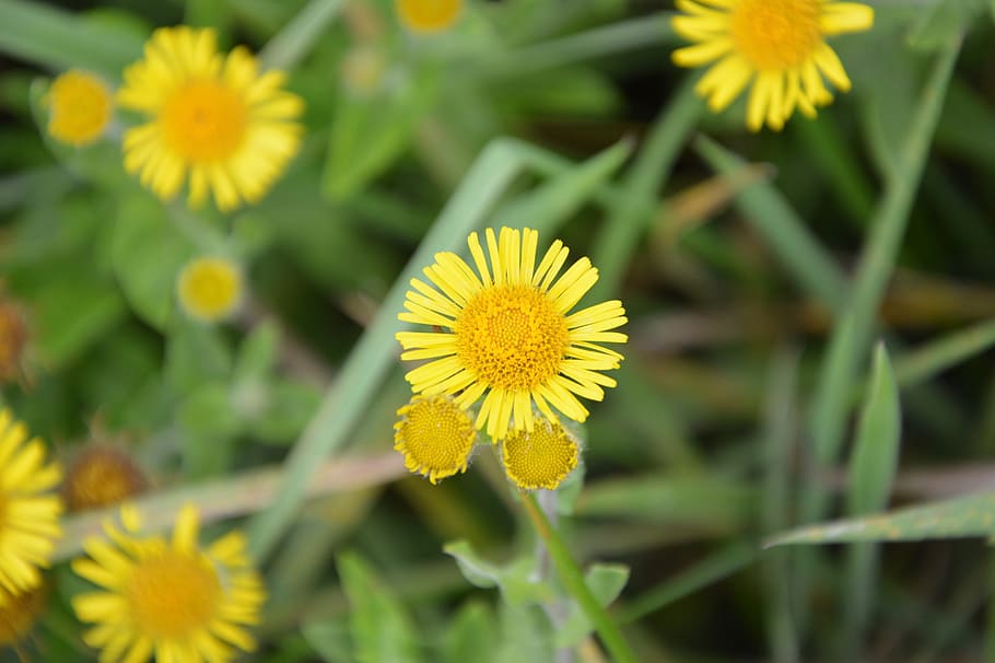 花 デイジーイエロー 牧草地の花 緑の葉 自然 開花植物 黄色 植物 鮮度 花の頭 Pxfuel