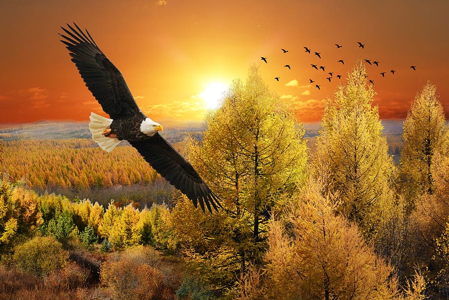 eagle, sunset, landscape, trees, sky, nature, birds, autumn, outdoor, mood