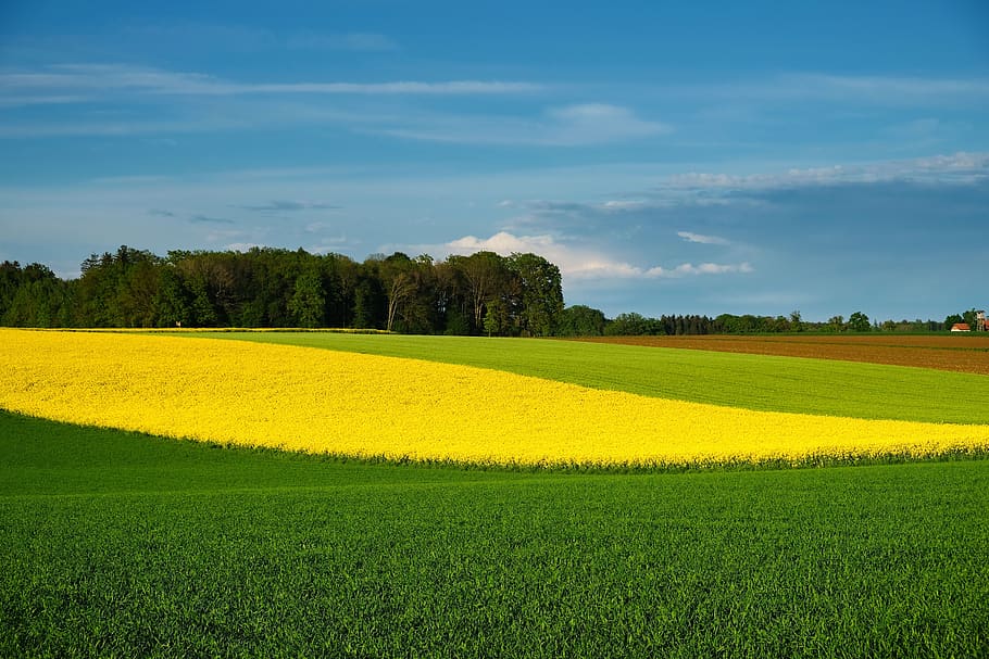 nature, landscape, spring, bloom, fields, color, farbenpracht, green, shades of green, contrasts