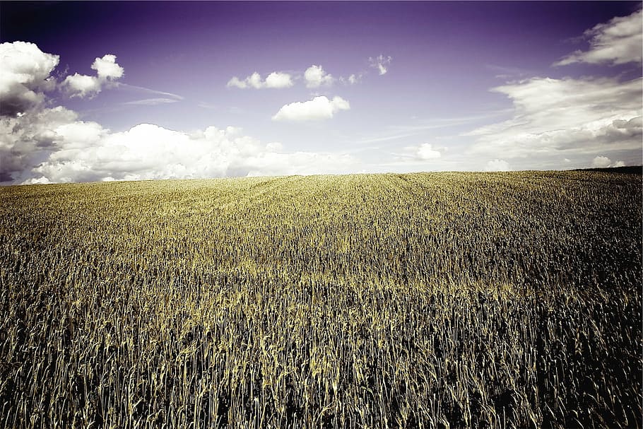 campo de trigo marrón, foto, maíz, campo, campos, granja, país, rural, cielo azul, nubes