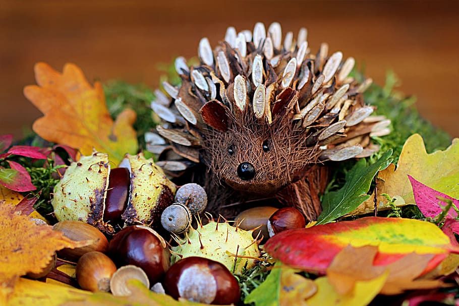 brown porcupine, still life, hedgehog, decoration, herbstdeko, colorful, autumn, food, plant part, leaf