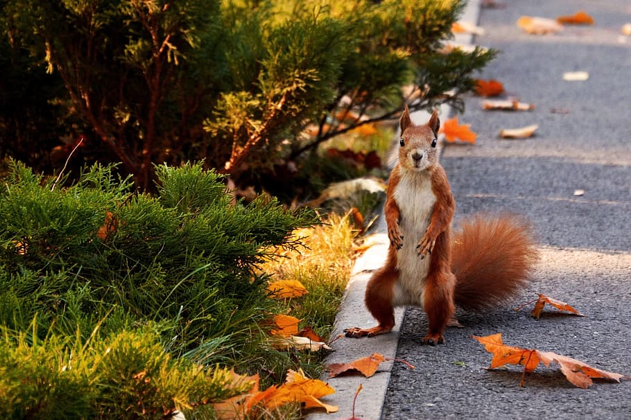 squirrel on street, squirrel, park, autumn, animals, rodent, in the park, living nature, animal, nature