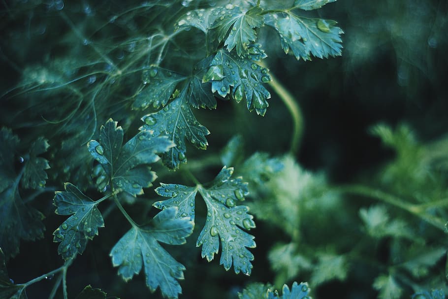 gotas de lluvia, hojas, plantas, verde, mojado, naturaleza, planta, crecimiento, belleza en la naturaleza, hoja