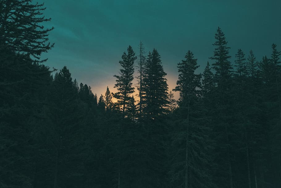 silhouette, pine trees, golden, hour, golden hour, black, cyan, forest, pink, sunset