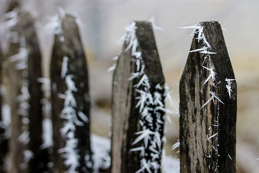 frosty fence, frost, winter, hoary, cold, rime, ice, wintery, winterfell picket fence, village winter