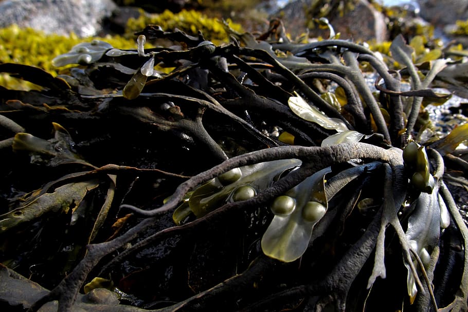 seaweed, sea, marine, algae, water, ocean, nature, summer, kelp, travel