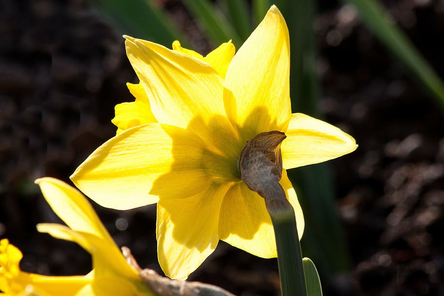narcissus pseudonarcissus, daffodil, ostergloeckchen, waktu berbunga, untuk paskah, narcissus yang salah, trumpet daffodil, genus narcissus, narcissus, musim semi