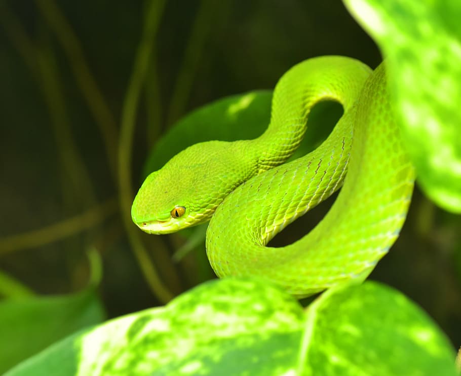 green buschviper, atheris squamigera, bush vipers, vipers, snake, toxic, animal, creature, risk, dangerous