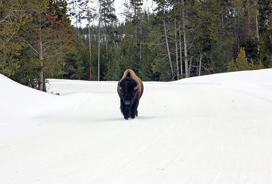 black, brown, animal, white, surface, black and brown, white surface, bison, buffalo, american