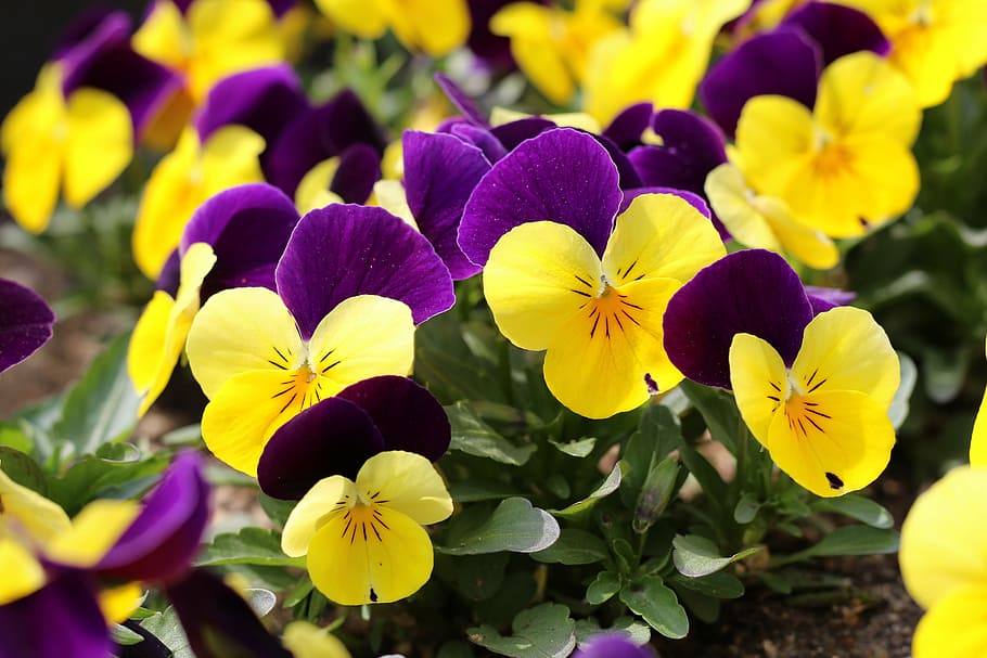 spring, nature, plants, flowers, spring flowers, park, yellow, purple ...