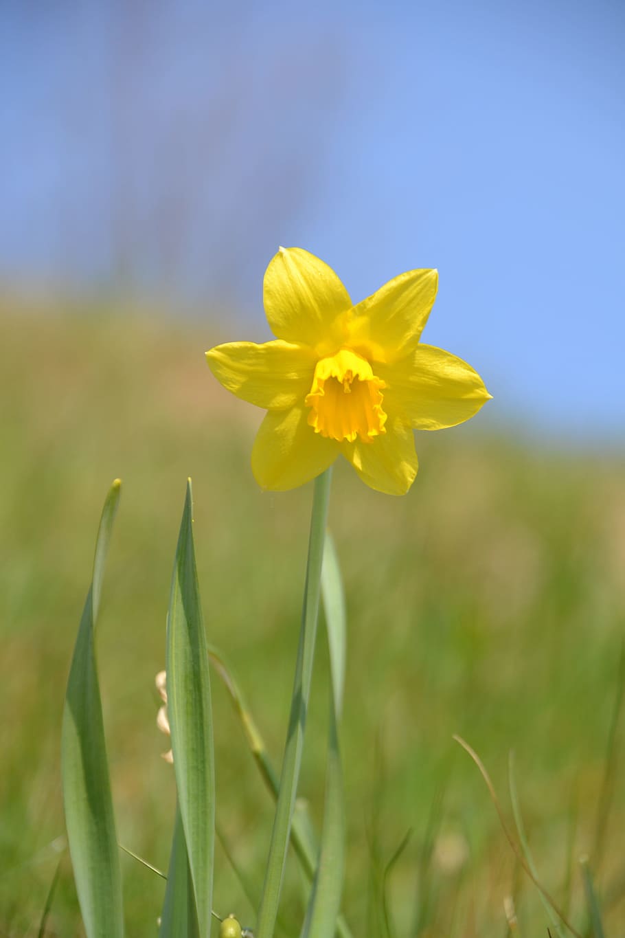 macro photography, yellow, daffodil flower, narcissus, flower, spring, flowering plant, plant, freshness, growth