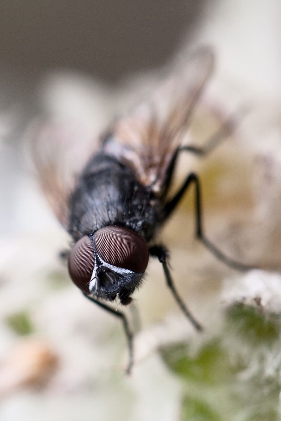 animal, brown, bug, close-up, detail, eyes, entomology, eye, fly, head