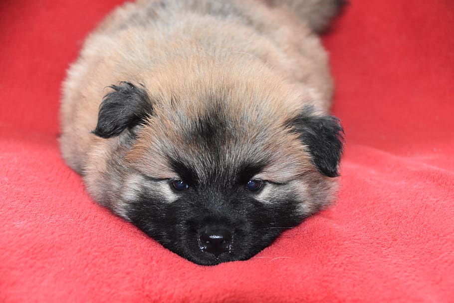 dog, puppy, young dog eurasier, dog lying, animal, doggie, adorable, eurasier puppy, dog tidus, fawn overlaid with black