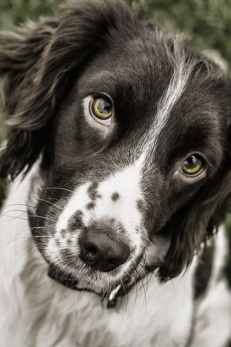 short-coated, black, white, dog, focus photo, springer, face, animal, pet, spaniel