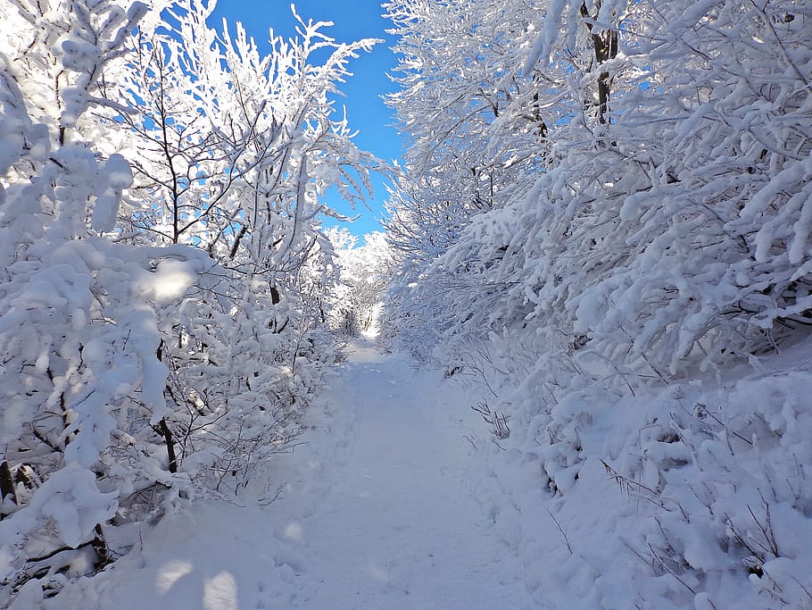 cubierto de nieve, camino, durante el día, invierno, bosque, nieve, escarcha, paisaje, turismo, panorama