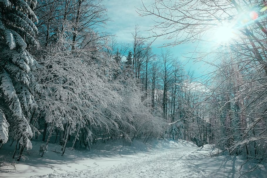 nature, landscape, trees, forest, woods, snow, winter, white, weather, cold