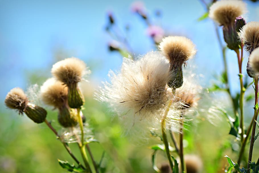 thistle, seed head, fluff, plant, summer, wild flower, weed, flower, fragility, flowering plant