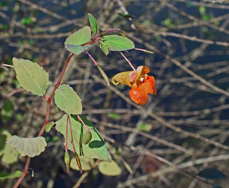 orange jewelweed, touch-me-not, impatiens, wildflower, flower, blossom, bloom, plant, nature, fall