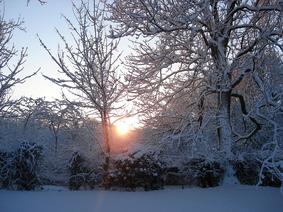 luz solar através de árvores, jardim nevado, árvores, luz solar, brilhar, jardim, inverno, neve, árvore, natureza
