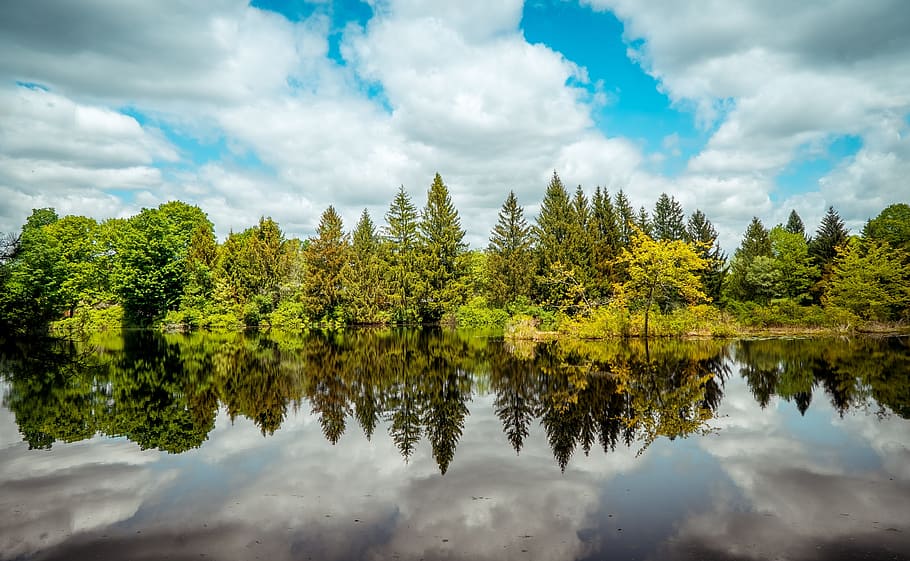 trees, woods, reflections, water reflections, mirror reflections, sky, clouds, summer day, pond, river