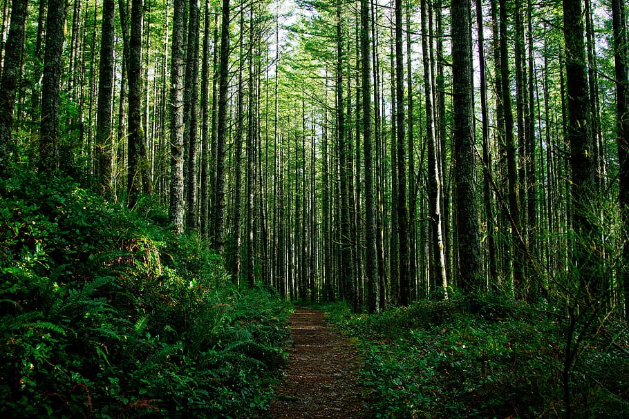 木, 森, 背の高い, 自然, 緑, 色, アウトドア, 風景, 歩道, 植物